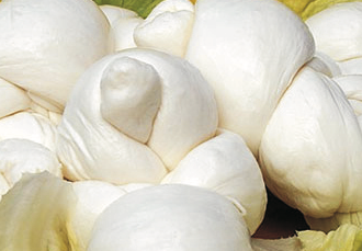 mozzarella